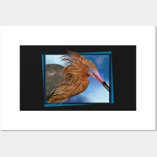 Reddish Egret Posters and Art